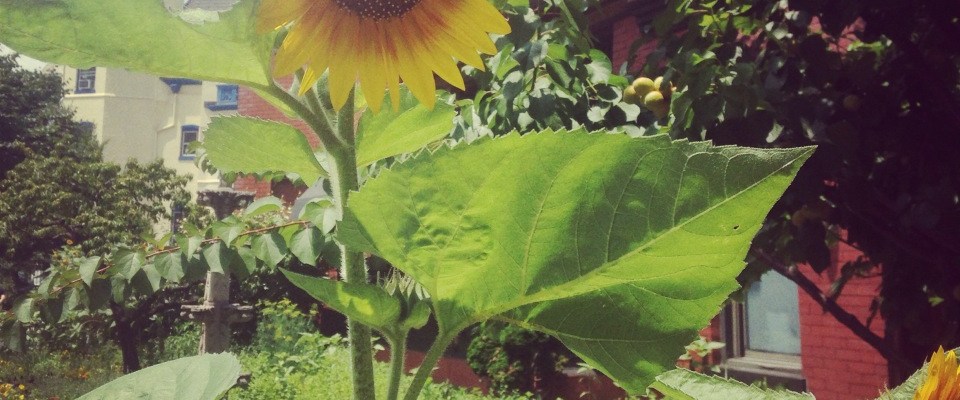 Sunflower on a city street